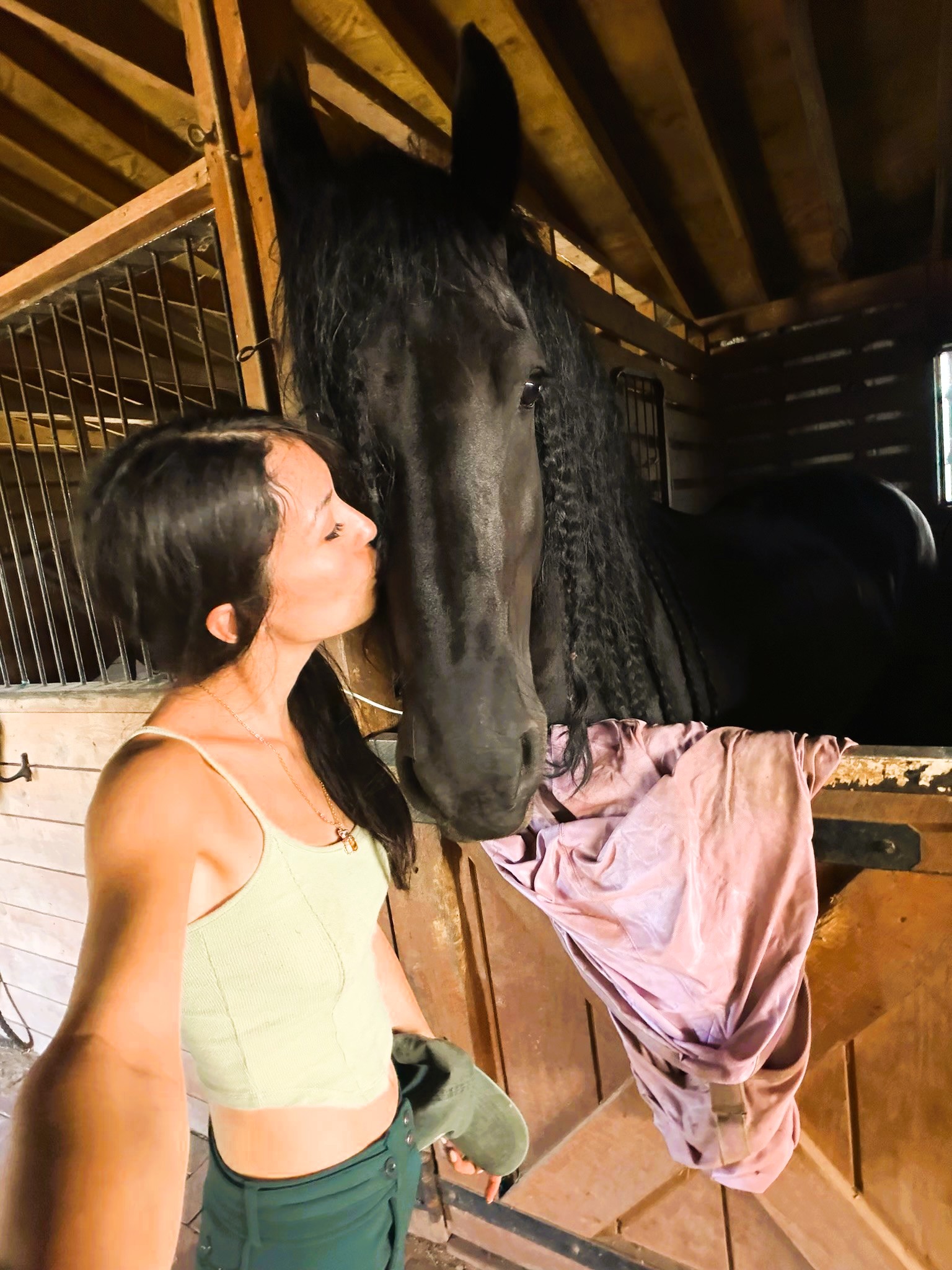 Friesian MARCO - Sold